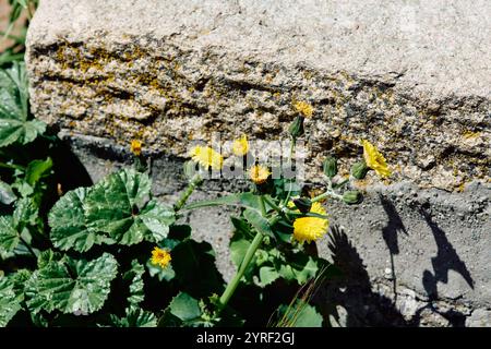 Sonchus oleraceus L., auch bekannt als gewöhnliche Sauendistel und Mariendistel, ist eine traditionelle Heilpflanze aus der Familie der Asteraceae Stockfoto