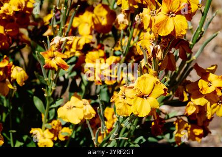 Erysimum cheiri-Blüten. Seine Blüten bilden endlose Cluster auf aufrechten Stängeln und bestehen aus vier Blütenblättern. Sie sind sehr duftend Stockfoto