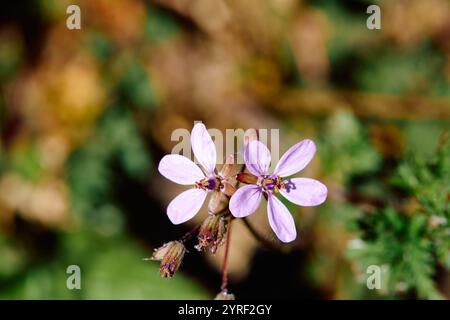 Erodium cicutarium ist eine Futterpflanze, die in fast allen gemäßigten Regionen der Erde wächst Stockfoto