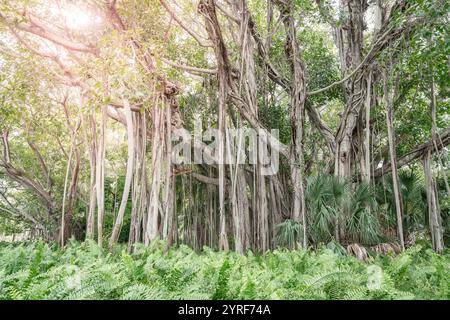 Wunderschöner, riesiger Banyanbaum in einem Park in Sarasota, Florida Stockfoto