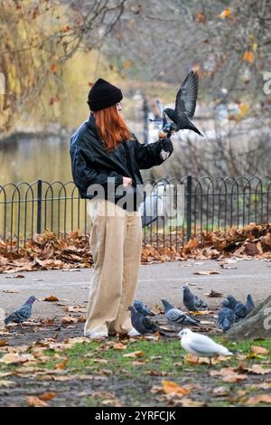 London, Großbritannien. Dezember 2024. Eine Frau ernährt im St James's Park hauptsächlich verwilderte Tauben als natürliches Futter, das während der Wintermonate weniger reichlich vorhanden ist – obwohl die Fütterung von Vögeln und Tieren im Park stark abgeraten wird, was ihrem Wohlbefinden abträglich ist. Quelle: Eleventh Photography/Alamy Live News Stockfoto