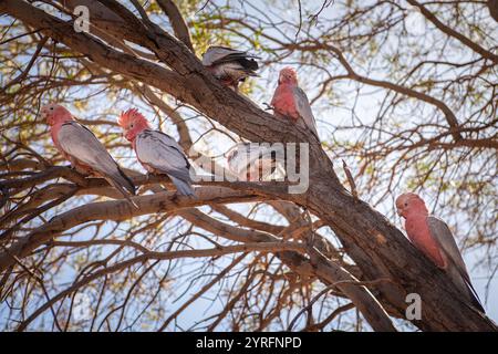 Australische Galahs in einem Baum, Karijini-Nationalpark, Westaustralien Stockfoto