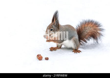 Kleines flauschiges rotes Eichhörnchen steht auf Schnee mit einer Nuss in den Pfoten. Stockfoto