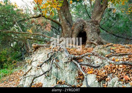 Ein alter Baum mit freiliegenden Wurzeln und einem hohlen Stamm, der auf einem felsigen Hang wächst, umgeben von herabfallenden Herbstblättern mit der Schönheit der Naturmuster. Stockfoto