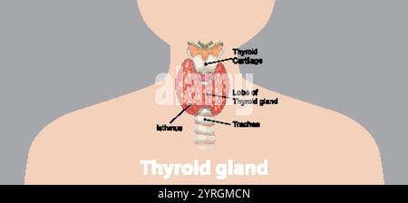 Detaillierte Darstellung der Schilddrüsenanatomie Stock Vektor
