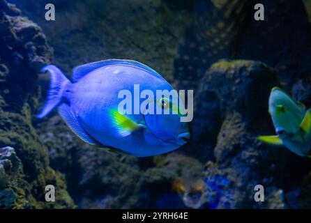 Puderfisch schwimmt in einem großen Aquarium in der Nähe eines Korallenriffs, mit leuchtendem blauem Körper, gelben Schwanzakzenten und fesselndem Auge Stockfoto