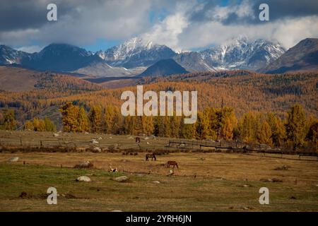 Malerischer Blick auf die Landschaft von Altai im Herbst. Schneebedeckte Berge und lebhaftes Laub. Stockfoto