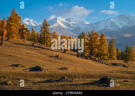 Malerischer Blick auf schneebedeckte Berge und goldene Herbstbäume in Altai. Klarer blauer Himmel rundet die wunderschöne Landschaft ab. Stockfoto