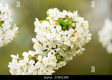 Zweig einer Kirschblüte. Helle Blüten eines Kirschbaums im Frühling. Stockfoto