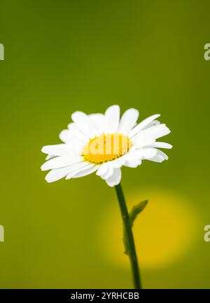 Blume eines Gänseblümchens. Pflanzennahmehilfe vor grünem Hintergrund. Oxeye Gänseblümchen. Stockfoto