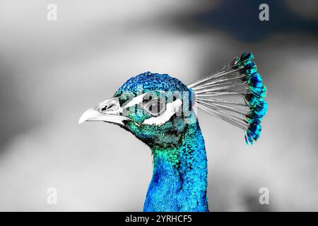 Porträt eines Blauen Pfaus. Vogel in Nahaufnahme. Pavo cristatus. Stockfoto