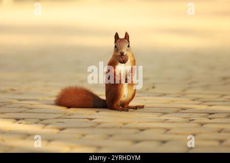 Eichhörnchen Sie im Park. Stockfoto