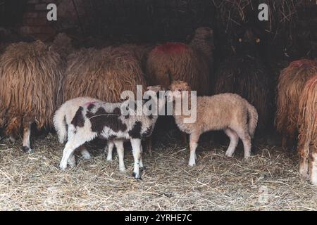 Gruppe von rustikalen Schafen in einer Scheune mit strohbedecktem Boden. Zwei Lämmer, ein geflecktes und ein beiges, interagieren liebevoll im Vordergrund, cr Stockfoto