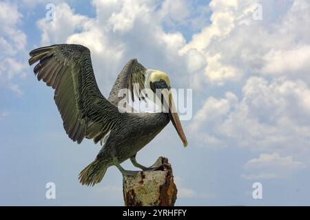 Ein brauner Pelikan, Pelecanus occidentalis carolinensis, balanciert auf einem verwitterten Pelikan, dessen Flügel vor dem Hintergrund eines teilweise bewölkten Himmels ausgestreckt sind Stockfoto