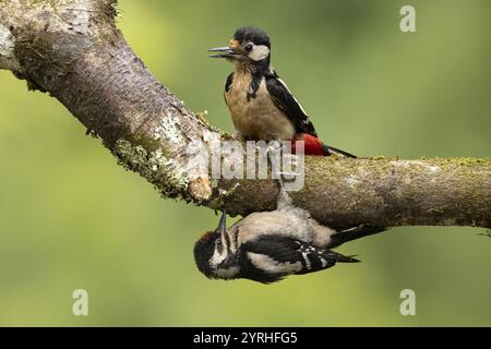 Ein Paar große gefleckte Spechte auf einem Baumzweig mit leuchtend grünem Hintergrund, der eine steht aufrecht, während der andere kopfüber hängt, um es zu zeigen Stockfoto