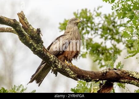 Ein atemberaubender schwarzer Drachen liegt auf einem mit Flechten bedeckten Zweig, umgeben von leuchtenden grünen Blättern, das Bild fängt den scharfen Blick des Vogels und die detailreiche Pluma ein Stockfoto