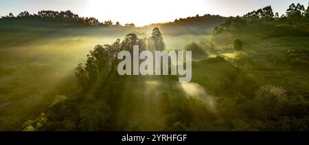 Am frühen Morgen dringt Sonnenlicht durch Nebel und Bäume und erhellt eine üppige Waldlandschaft. Die Atmosphäre ist ruhig und ätherisch und schafft eine friedliche Atmosphäre Stockfoto