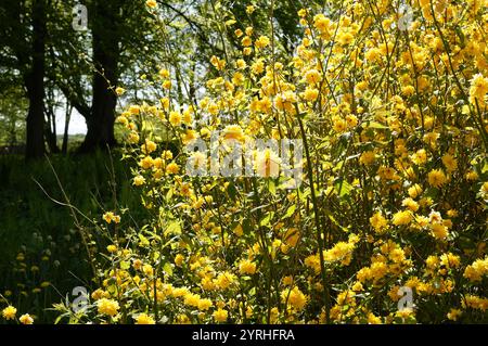 Wilde rote Tulpen zwischen grünen Pflanzen im Frühling Stockfoto