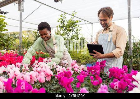 Zwei Mitarbeiter im Gartengeschäft pflegen gerne bunte Cyclamen in einem Gewächshaus, tragen Schürzen und verwenden ein Tablet, um Lagerbestand und Lagerbestand zu verwalten Stockfoto