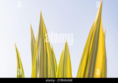 Die Nahaufnahme der Blätter mit leuchtenden Gelb- und Grüntönen, die den Himmel in den klaren blauen Himmel zeigen, schafft einen auffälligen Kontrast und trägt zur ruhigen Atmosphäre bei Stockfoto