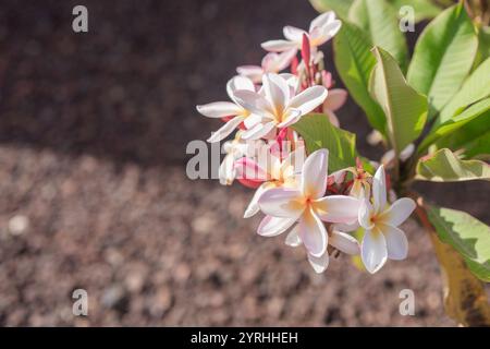 Eine Nahaufnahme von leuchtenden rosa und weißen Plumeria-Rubra-Blüten, die sich im Sonnenlicht mit einem unscharfen natürlichen Hintergrund erfreuen und ihre Schönheit und Frische einfangen Stockfoto