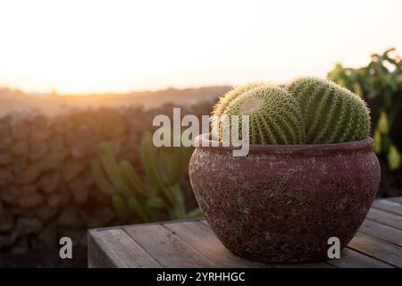 Ein heiteres Bild von Echinocactus grusonii, bekannt als der Goldene Fasskaktus, wunderschön in einem rustikalen Tontopf gegossen, der Sukkulent sitzt auf einer Holztabelle Stockfoto