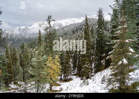 Im Naturpark Puez-Geisler in den Dolomiten ist ein dichter immergrüner Wald mit frischem Schnee bedeckt und bietet einen atemberaubenden Blick auf schneebedeckte Gipfel und nebeligen Himmel Stockfoto