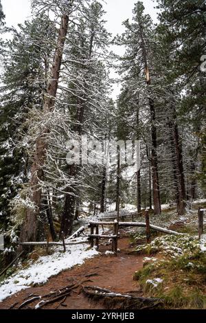 Ein ruhiger Pfad schlängelt sich durch die schneebedeckten Bäume im Naturpark Puez Geisler, Dolomiten, Italien frischer Schnee hebt die friedliche Waldlandschaft hervor. Stockfoto