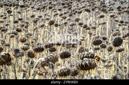 Ein Feld verwelkter Sonnenblumen steht unter einem bewölkten Himmel in der Nähe von Nyon in der Schweiz. Die Szene fängt den Jahreswechsel ein und vermittelt einen melancholischen Eindruck Stockfoto