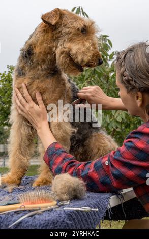 Ein Groomer trimmt sorgfältig das Fell eines Airedale Terriers und zeigt Präzision und Pflege in Hundespflegewerkzeugen und losem Fell sichtbar, wodurch das g betont wird Stockfoto