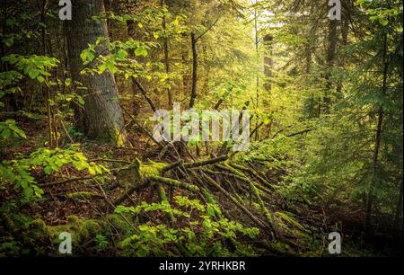 Ruhige Waldszene mit Sonnenlicht, das durch üppiges grünes Laub gefiltert wird, leuchtende moosbedeckte gefallene Äste in der friedlichen Atmosphäre Stockfoto