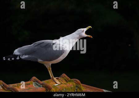 Eine Möwe steht auf einem moosbedeckten Dach und ruft mit offenem Schnabel vor einem dunklen, verschwommenen Hintergrund die Szene fängt das Wesen der Natur ein Stockfoto