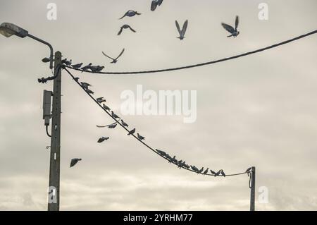 Eine Gruppe von Tauben ruht auf Stromleitungen, während andere gegen einen bewölkten Himmel fliegen. Das Bild fängt einen ruhigen Moment der Natur in einem urbanen Settin ein Stockfoto