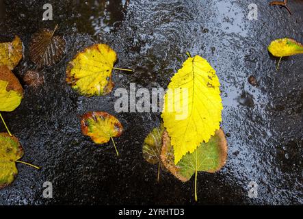 Gelbe nasse Blätter (Birken- oder Aspenblätter) in London (oder New York City oder Washington DC oder Paris) auf nassem Asphalt der Straßen – heute regnerisch Stockfoto