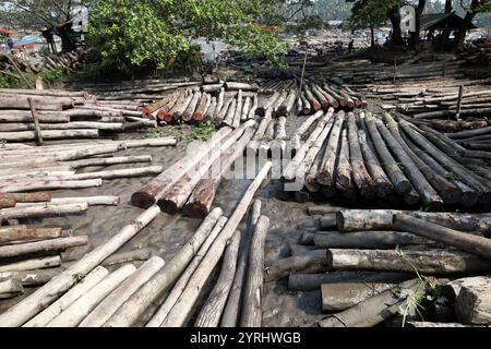 Swarupkathi, Pirojpur, Bangladesch. Dezember 2024. Der größte schwimmende Holzmarkt in Bangladesch befindet sich in Swarupkathi Upazila im Bezirk Pirojpur. Anfang 1917 begann Swarupkathi in Pirojpur seine Reise als Holzdrehscheibe um Sundari-Bäume. Ende 1918 wurde ein schwimmender Holzmarkt am Ufer des Sandhya River in Swarupkathi gegründet. Der Markt bietet eine große Auswahl an einheimischen Hölzern, darunter Mahagoni, Champagner und raintree. Händler aus dem ganzen Land kaufen auf diesem Upazila-Markt Holz im Wert von eineinhalb bis zwei Mrd. BDT. Diese Hölzer werden dann transpo Stockfoto