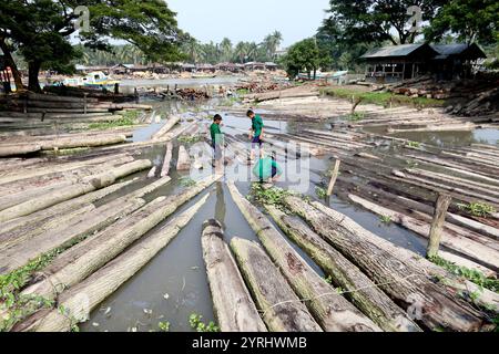 Swarupkathi, Pirojpur, Bangladesch. Dezember 2024. Der größte schwimmende Holzmarkt in Bangladesch befindet sich in Swarupkathi Upazila im Bezirk Pirojpur. Anfang 1917 begann Swarupkathi in Pirojpur seine Reise als Holzdrehscheibe um Sundari-Bäume. Ende 1918 wurde ein schwimmender Holzmarkt am Ufer des Sandhya River in Swarupkathi gegründet. Der Markt bietet eine große Auswahl an einheimischen Hölzern, darunter Mahagoni, Champagner und raintree. Händler aus dem ganzen Land kaufen auf diesem Upazila-Markt Holz im Wert von eineinhalb bis zwei Mrd. BDT. Diese Hölzer werden dann transpo Stockfoto