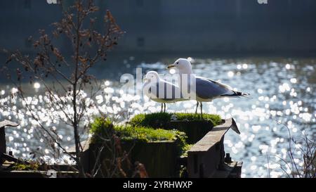 Zwei Möwen sitzen auf einem Holzhaufen mit Grünpflanzen für Schiffe in der Hamburger Hafenstadt mit reflektierendem Wasser im Hintergrund Stockfoto