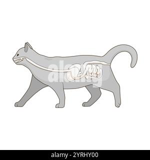 Das Verdauungssystem der Katzenvektorillustration Stock Vektor