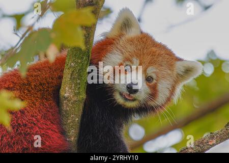 Roter Panda lächelt hoch im Baum, keine Angst Stockfoto