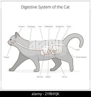 Das Verdauungssystem der Katzenvektorillustration Stock Vektor