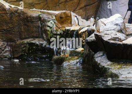 Eine Gruppe von Pinguinen, die auf den Felsen laufen Stockfoto