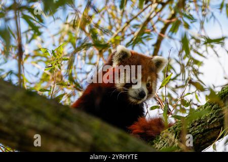 Schöner Panda im Baum Stockfoto