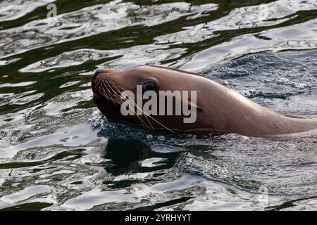 Ein Seelöwe schwimmt im Meer Stockfoto