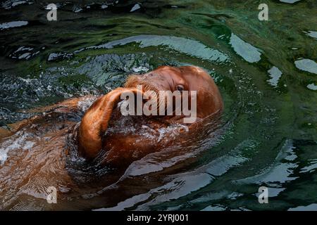 Ein Walrus (odobenus rosmarus) Stockfoto