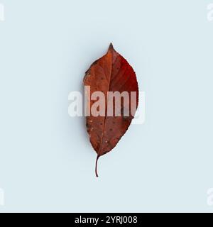 Herbstblatt mit brauner trockener Farbe auf blauem Hintergrund. Herbst, kreative Idee. Fall Leaves Konzept Stockfoto