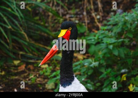 Bunter Sattelschnabelstorch/Sattelschnabel (Ephippiorhynchus senegalensis) Stockfoto