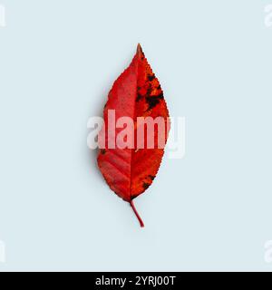 Herbstblatt mit hellrotem Farbverlauf auf blauem Hintergrund. Herbst, kreative Idee. Fall Leaves Konzept Stockfoto