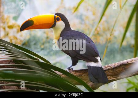 Toco Toucan mit einem wunderschönen orangen Schnabel Stockfoto