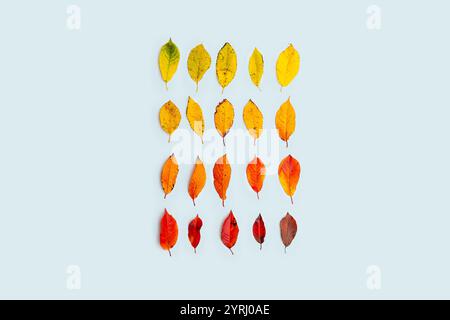 Bunte Herbstblätter mit grünen, gelben, orangen und braunen Blättern liegen auf blauem Hintergrund, kreative Idee. Herbstfarbe und Herbstalterungsprozess, Konzept Stockfoto
