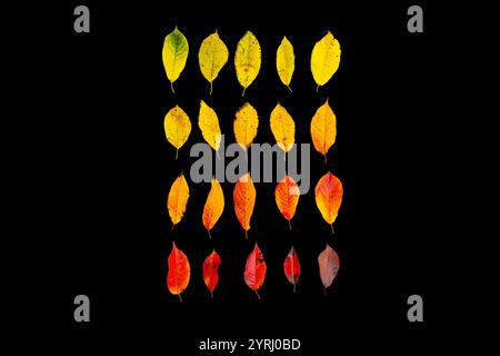 Bunte Herbstblätter mit grünen, gelben, orangen und braunen Blättern liegen auf schwarzem Hintergrund, kreative Idee. Herbstfarbe und herbstlicher Alterungsprozess, tief Stockfoto